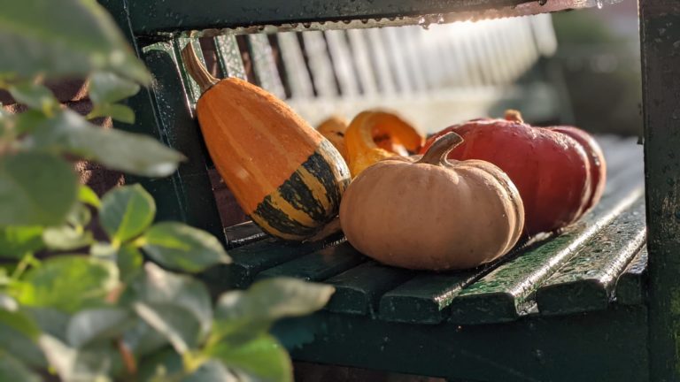 Read more about the article Autumn time is pumpkin time